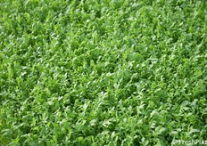 Sempre più richieste varietà tolleranti le principali malattie