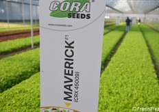 Una delle varietà del campo prova