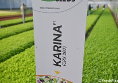 Karina è la rucola più diffusa
