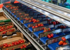 Calibratrice per la lavorazione di ortofrutta di Tecno Group Lab.