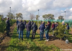 Il mandarino Valley Gold è una varietà brevetta dalla società sudafricana CITRICOM IP, con ottima validità di adattamento negli areali agrumicoli italiani.