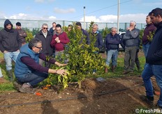 L'agronomo Vito Vitelli mostra i risultati e lo stato di accrescimento dei primi impianti di mandarino ibrido tardivo apireno Valley Gold®