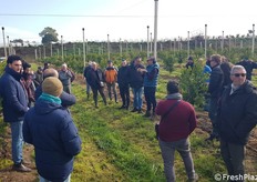 La varietà Valley Gold offre rese costanti, di circa 50-70 tonn/ettaro all'anno.