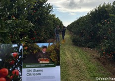 La pianta si presenta di forma cilindrica con portamento assurgente ed è priva di spine