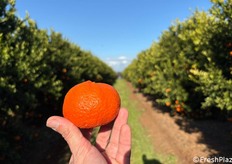 Un punto di forza di questa varietà è la sua resistenza all'Alternaria.