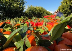 Non sono richiesti requisiti minimi di superficie di piantagione.