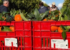 La distribuzione delle prime cassette presso i mercati generali della Puglia ha inizio lunedì 19 gennaio.