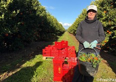 I mandarini raccolti nell'azienda di Capurso consentono al commerciante una presenza sul mercato di pochi giorni di distribuzione.