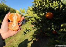 Il frutto presenta una pezzatura ottimale e costante, compresa tra i calibri IX e II