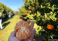 Valley Gold: varietà ibrida di mandarino tardivo ottenuto dall'incrocio di due cultivar per indurre l'apirenia