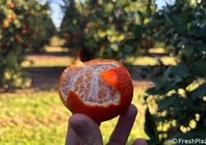 La varietà Valley Gold è rinomata anche per la sua facile pelatura.