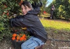 Calendario di maturazione: per l'emisfero nord-settentrionale da dicembre a febbraio. Per l'emisfero sud meridionale, la raccolta è stimata a giugno/luglio.