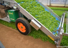 Raccoglitrice di verdura a foglia