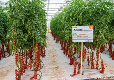 Syngenta Vegetable Seeds ha organizzato un evento che si è tenuto presso il Centro di ricerca della società ad Acate (RG), cuore pulsante dell'innovazione varietale dell'azienda per l'orticoltura italiana, dove tutte le varietà vengono sviluppate e testate nelle specifiche condizioni pedoclimatiche siciliane. In foto: filare di Amleto, il nuovo ciliegino rosso Syngenta, protagonista dell'Open Day, con resistenza intermedia al Tomato brown rugose fruit virus -ToBRFV