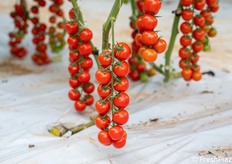 Omogeneità di pezzatura e consistenza dei frutti, elementi chiave per il mercato del fresco.