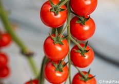 Dettaglio del frutto di Amleto, caratterizzato da colore rosso intenso e ottima qualità estetica.