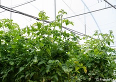 Amleto mostra un’elevata produttività e continuità di allegagione anche nei palchi superiori.