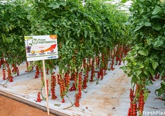 Focus sui portinnesti Syngenta resistenti al ToBRFV e sui possibili abbinamenti varietali.