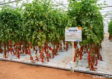 Area dedicata alle nuove soluzioni genetiche Syngenta presentate durante l’open day.