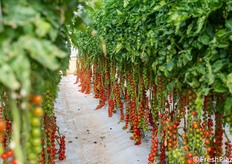 Vista di un filare dimostrativo all’interno della serra di ricerca Syngenta.