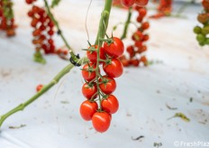 Dettaglio grappolo: regolarità e uniformità dei frutti di Amleto.