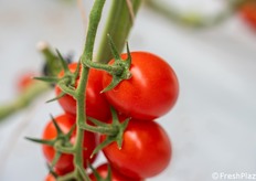 Dettaglio frutto: pezzatura omogenea (20–22 g) e ottima qualità commerciale.