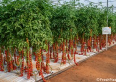 Produzione di Amleto nei palchi alti, indice di stabilità produttiva lungo tutto il ciclo colturale.