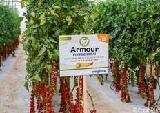 Armour (TIPR22-3084), uno dei portinnesti Syngenta resistenti al ToBRFV presentati durante l’evento.