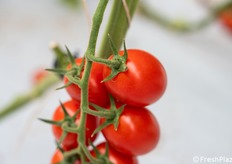 Altro dettaglio di grappolo di Amleto, varietà pensata per la controstagione siciliana.