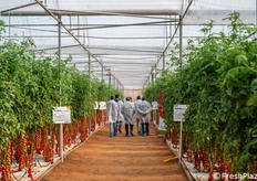 Visita guidata in serra durante l’open day Syngenta.