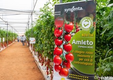 Amleto, il ciliegino rosso resistente e per cicli di controstagione.