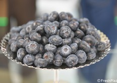 Mirtilli di RK Growers