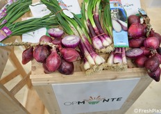 La Op è specializzata anche nella produzione di Cipolla Rossa di Tropea Calabria IGP