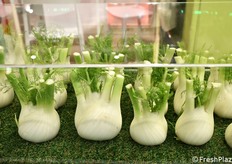 Una bella esposizione di finocchi dell'azienda Paolillo.