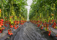 Panora, la nuova realtà sementiera nata dalla fusione di tre importanti entità sementiere: ISI Sementi, TSI Italia e Totam Seeds, ha organizzato un open day il 19 marzo 2026 presso la Tecnovivai di Scoglitti, in Sicilia, per presentare ufficialmente il PTI 5001, un nuovo ibrido di pomodoro a grappolo con Resistenza (IR) al Tomato Brown e ad Oidio (serivio fotografico a cura di: Biagio Tinghino).