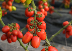 Omogeneità di pezzatura e consistenza dei frutti, elementi chiave per il mercato del fresco.
