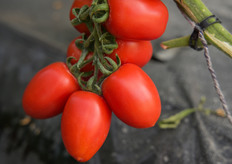 Dettaglio del frutto del PTI 5001, caratterizzato da colore rosso intenso e brillante.