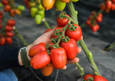 Il nuovo pomodoro a grappolo Panora PTI 5001. Resistenze genetiche HR: ToMV/Va/Vd/Fol:0,1 IR: Mi/TYLCV/ToBRFV/Lt/Ss