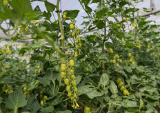 PTI 5001 mostra un’elevata produttività e continuità di allegagione anche nei palchi superiori.