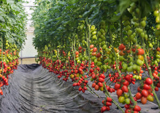 Vista di un filare all’interno della serra di Tecnovivai.