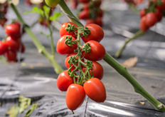 Dettaglio grappolo: regolarità e uniformità dei frutti del PTI 5001