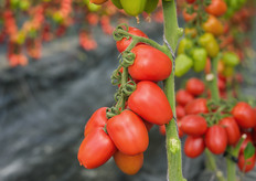 Altro dettaglio di grappolo del PTI 5001, varietà pensata per i trapianti autunnali.