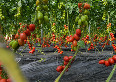 Elevata produttività di questo nuovo ibrido di Panora.