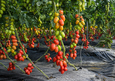 Altro dettaglio della pianta di PTI 5001.