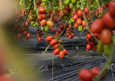 Grappolo di Panora PTI 5001 dal colore rosso intenso e brillante.