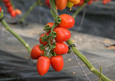 PTI 5001, il nuovo ibrido di pomodoro a grappolo di Panora nato dallo sviluppo di Proxy.