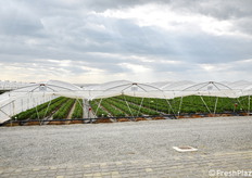 Nel centro NSG si valutano ai primi stadi circa 20.000 nuove selezioni all'anno, nate da incroci mirati.