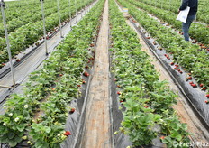 Filari di fragole nel centro sperimentale NSG.