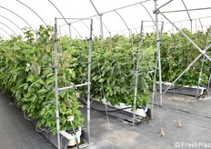 Ambienti di valutazione delle selezioni varietali di piccoli frutti, in particolare lamponi e more.