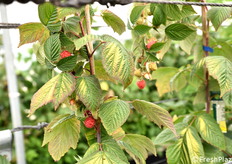 Dettaglio delle piante di lampone.